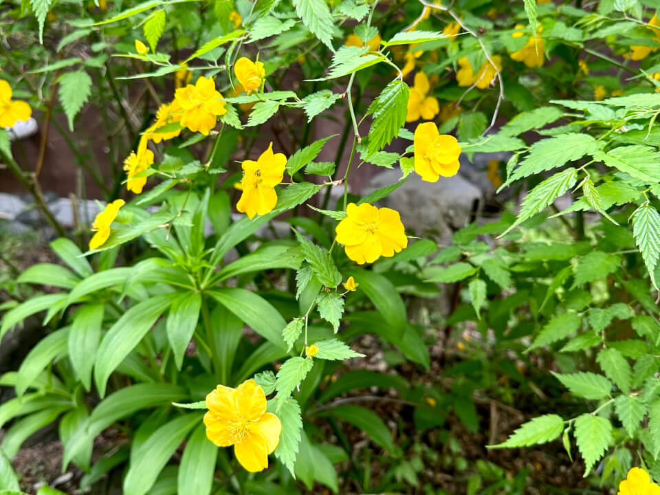 山吹の花